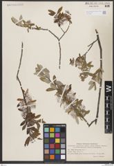 Foto von Salix brachycarpa Nutt.